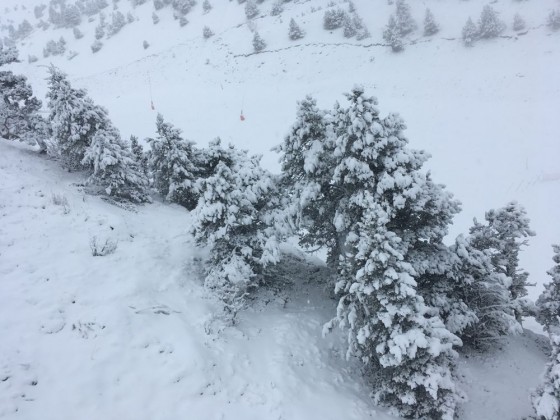 The trees were covered in white in Arinsal