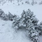 The trees were covered in white in Arinsal