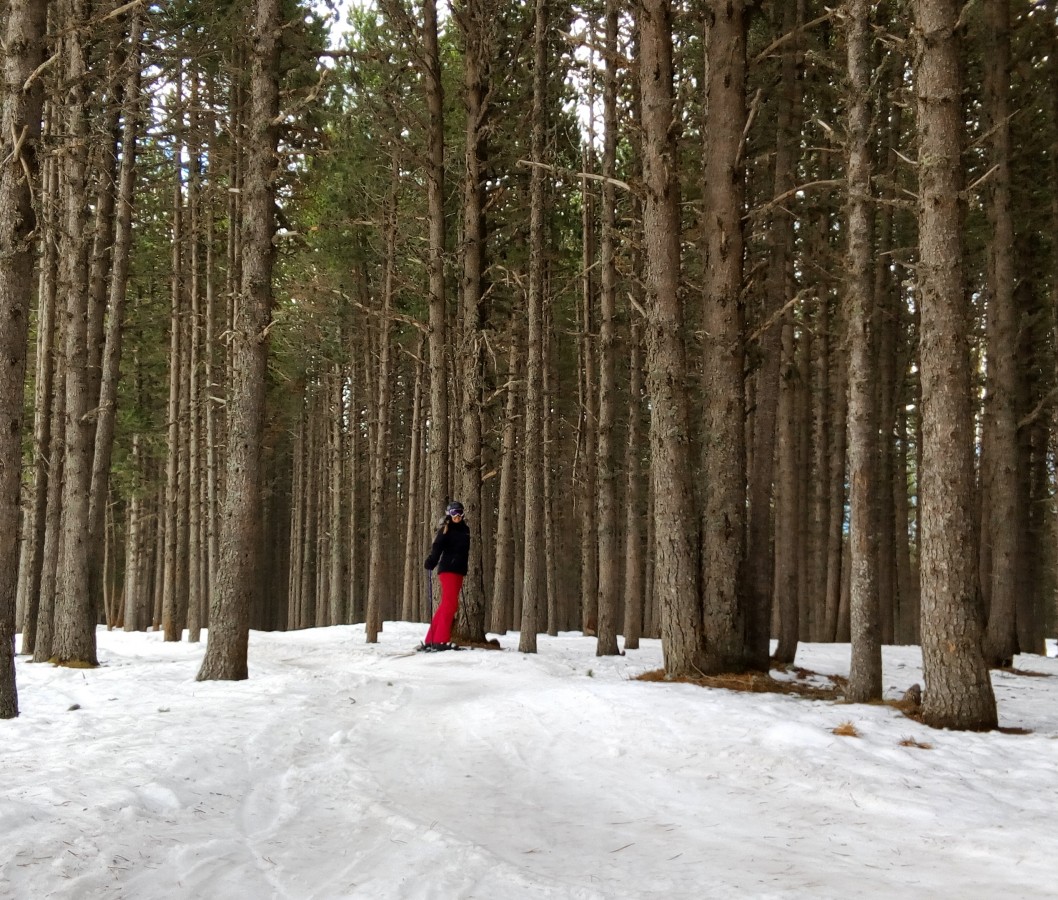 Can you find the skier in the forest of Pal?