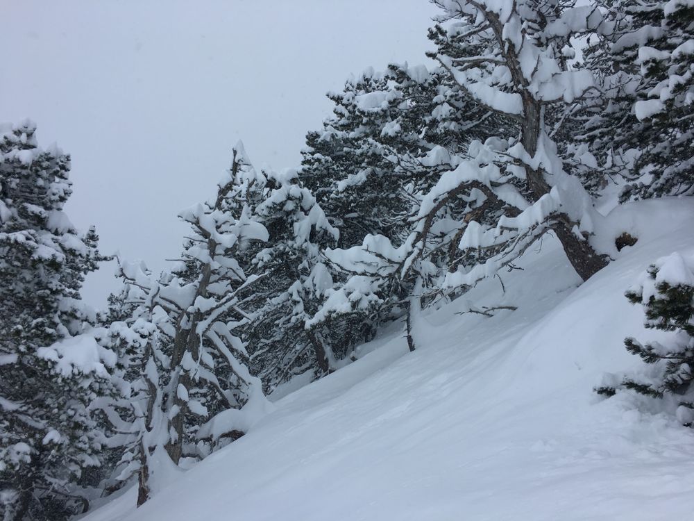 White trees on the off-piste of Arinsal