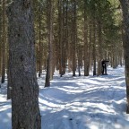 Skiing among the forests of Pal