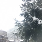 Trees covered by snow in Arinsal