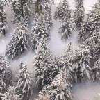 We love seeing the trees covered in white