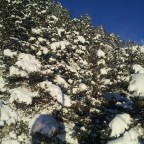Snow on the trees heading up the gondola