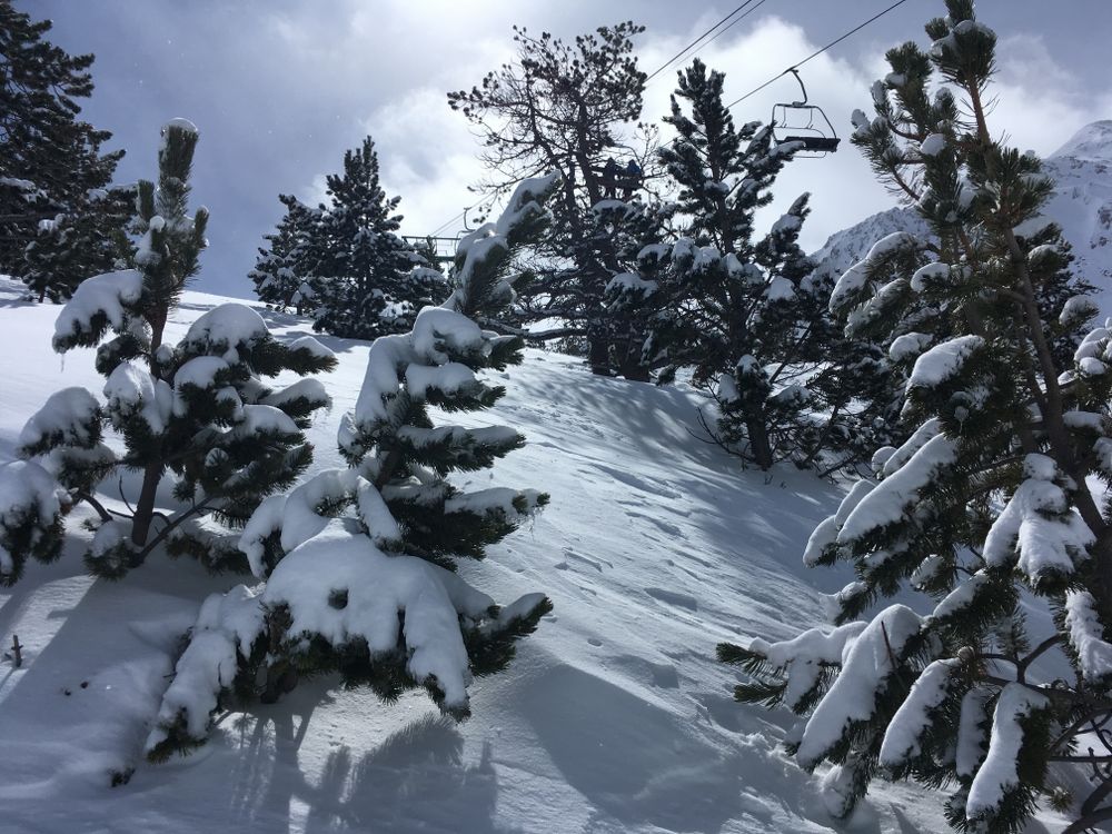 The trees of Arcalis were coverng by fresh snow