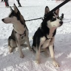 The cutest huskey couple ever!