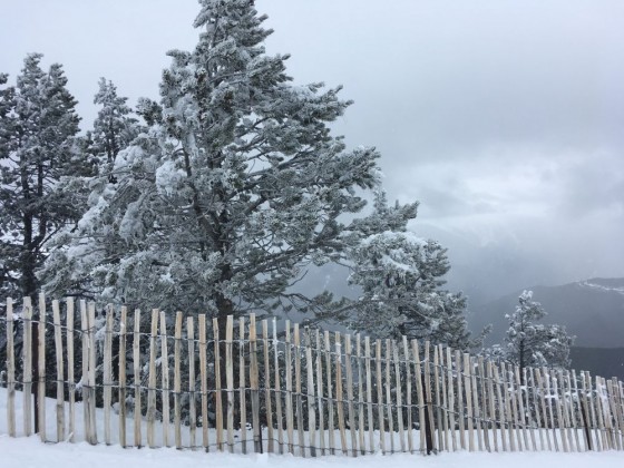 Frozen trees on the slopes of Pal today